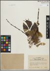 Foto von Salix pentandra L.